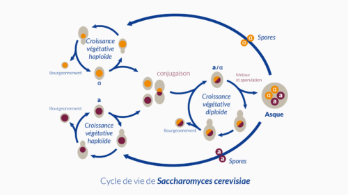 Saccharomyces cerevisiae cycle de vie.