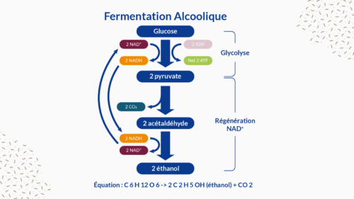 Illustration des différentes étapes biochimiques de la fermentation alcoolique chez la levure Saccharomyces cerevisiae